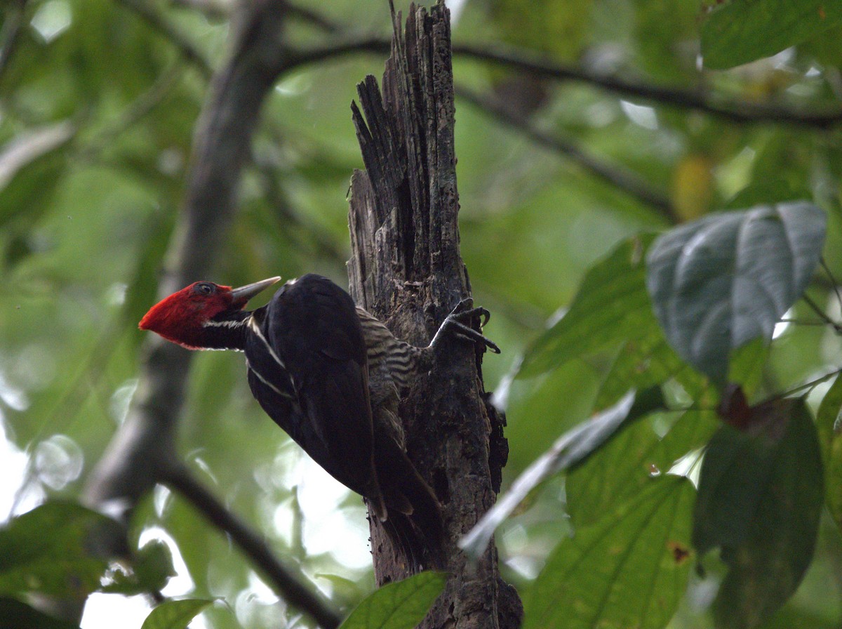 Pale-billed Woodpecker - varun tipnis