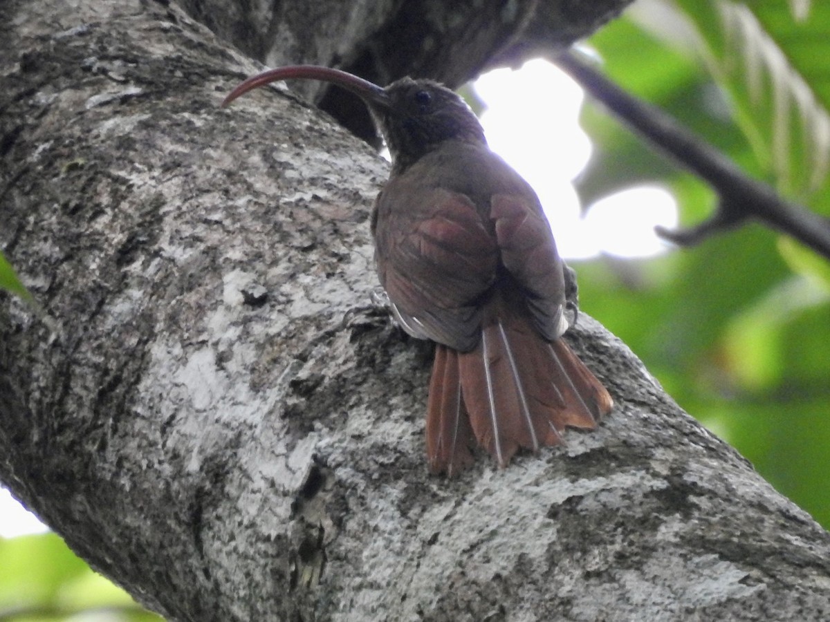 Curve-billed Scythebill (Curve-billed) - ML610676060