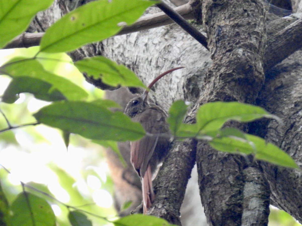 Curve-billed Scythebill (Curve-billed) - ML610676063