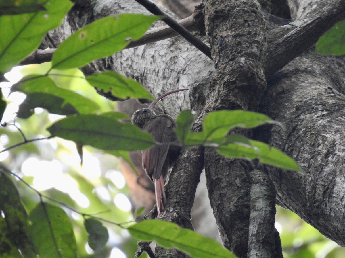 Curve-billed Scythebill (Curve-billed) - ML610676064