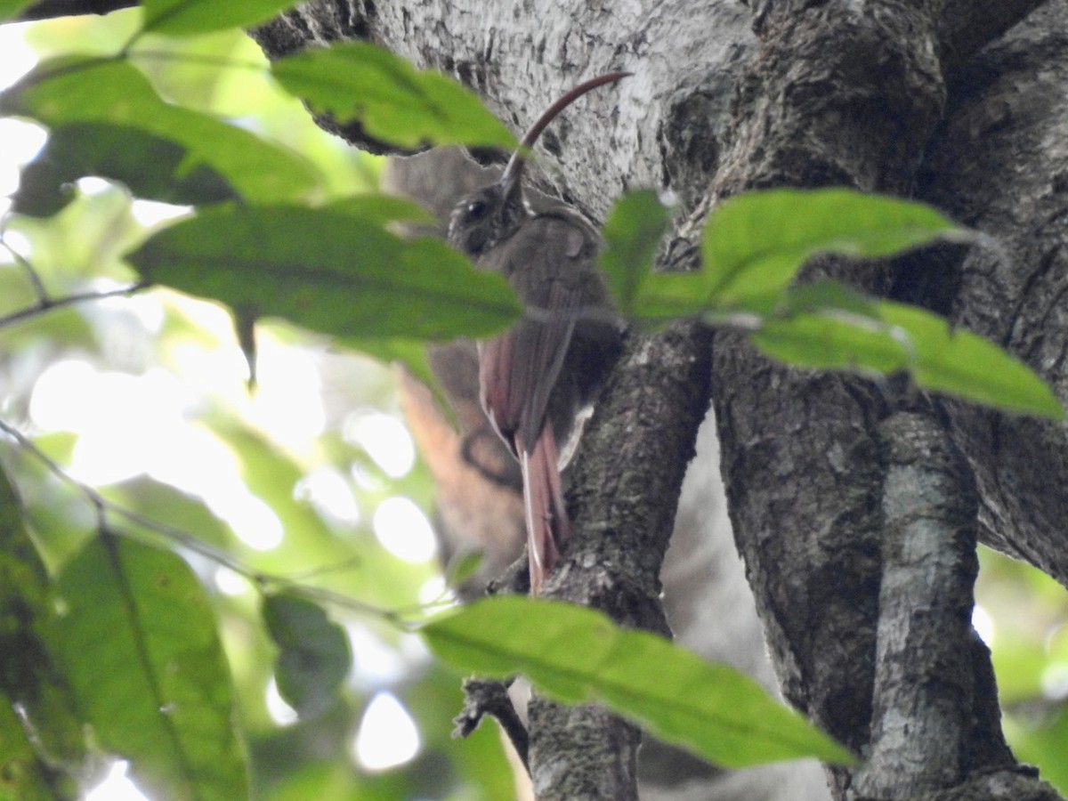 Curve-billed Scythebill (Curve-billed) - ML610676066