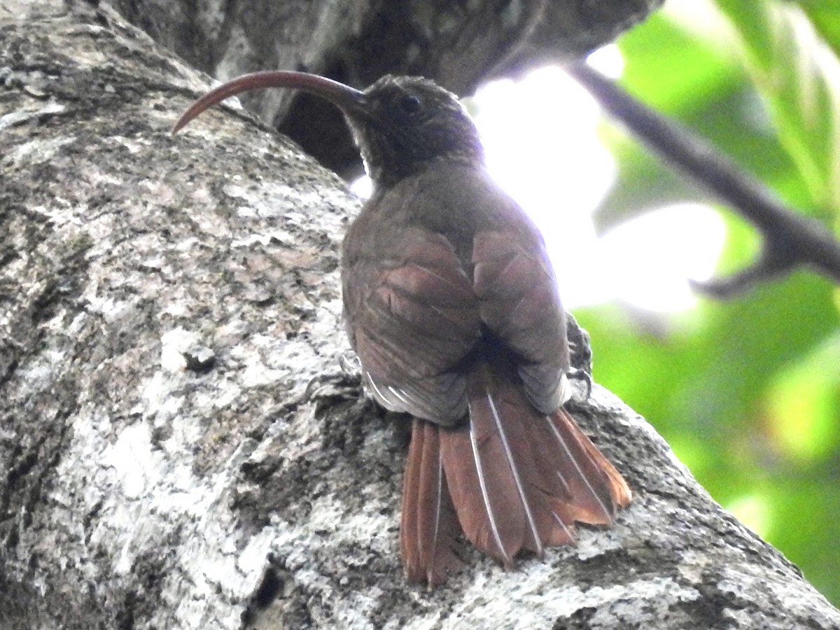 Curve-billed Scythebill (Curve-billed) - ML610676067