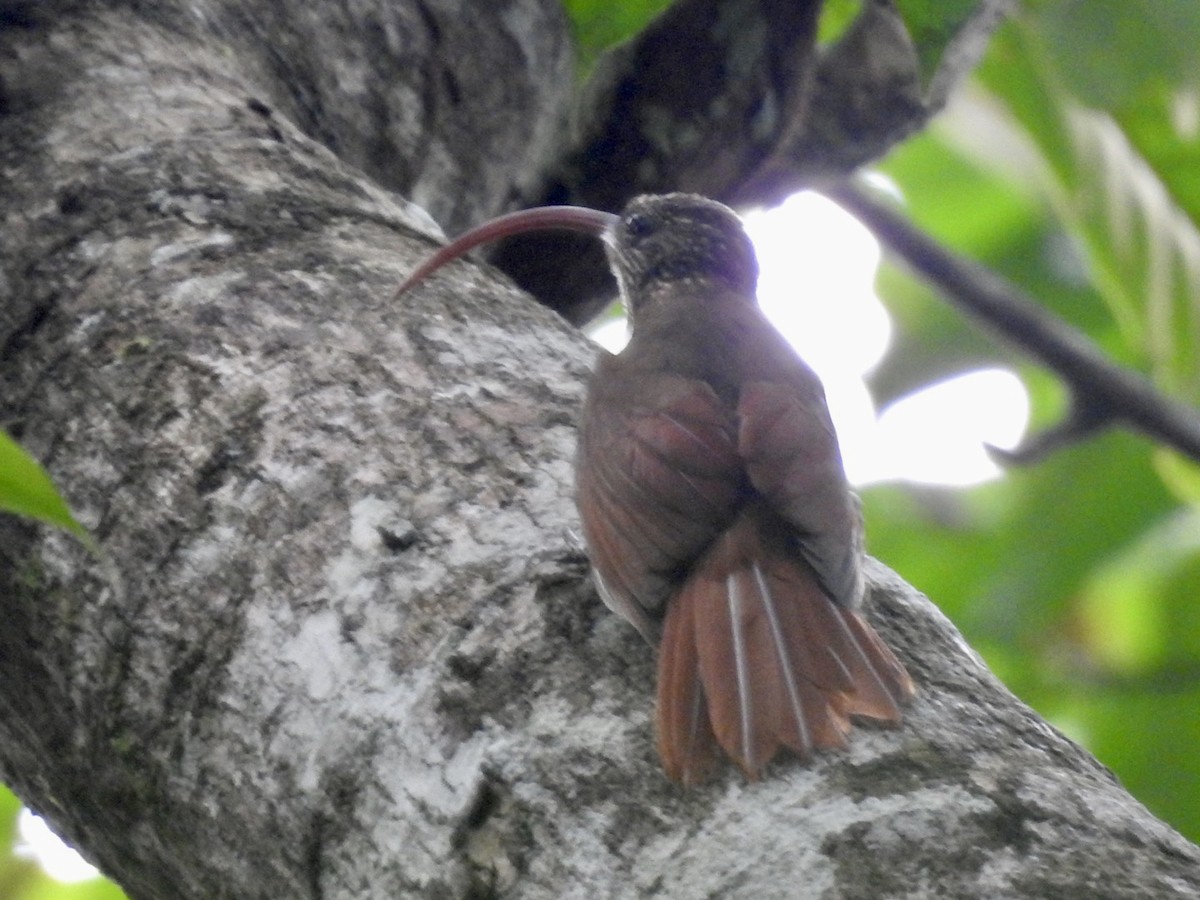 Curve-billed Scythebill (Curve-billed) - ML610676068