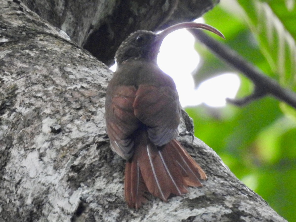 Curve-billed Scythebill (Curve-billed) - ML610676069