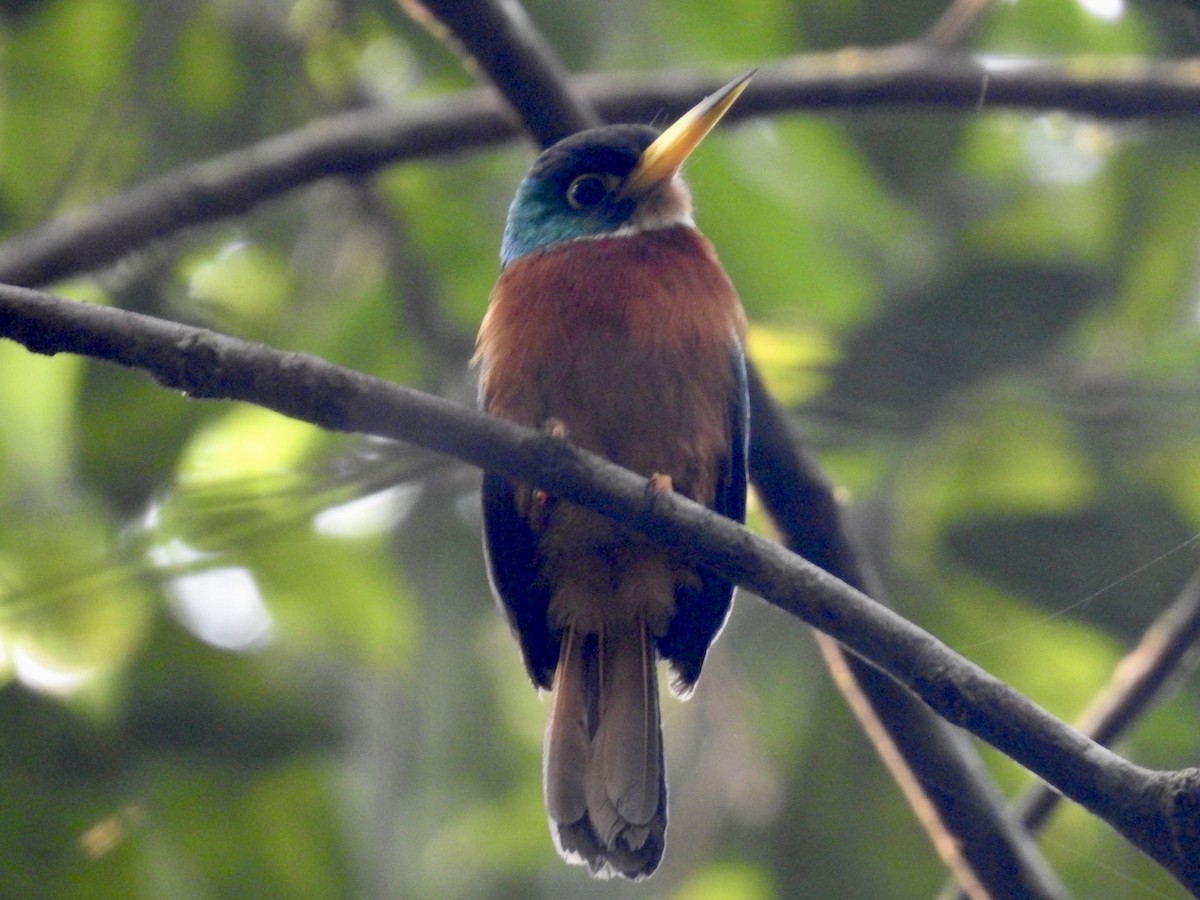 Yellow-billed Jacamar (Yellow-billed) - ML610676074