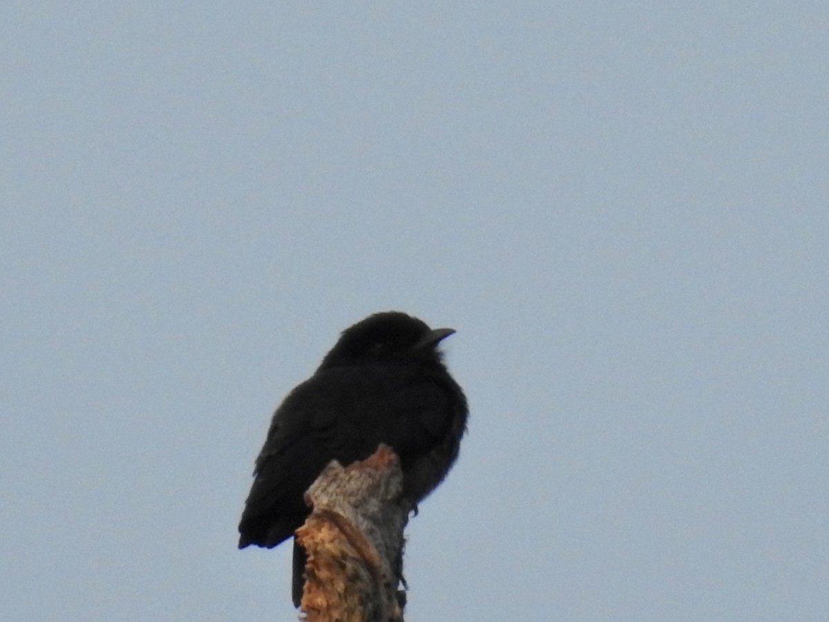 Swallow-winged Puffbird - ML610676157