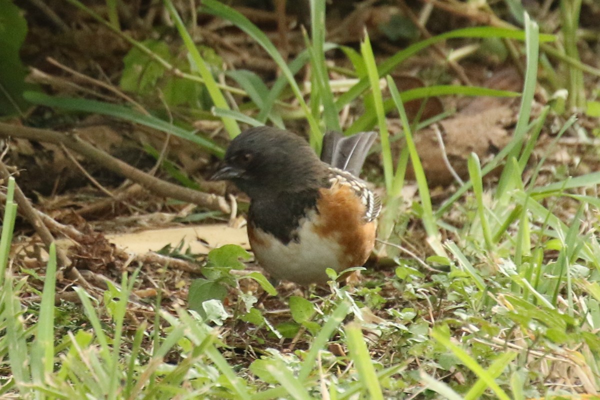 Spotted Towhee - ML610676159