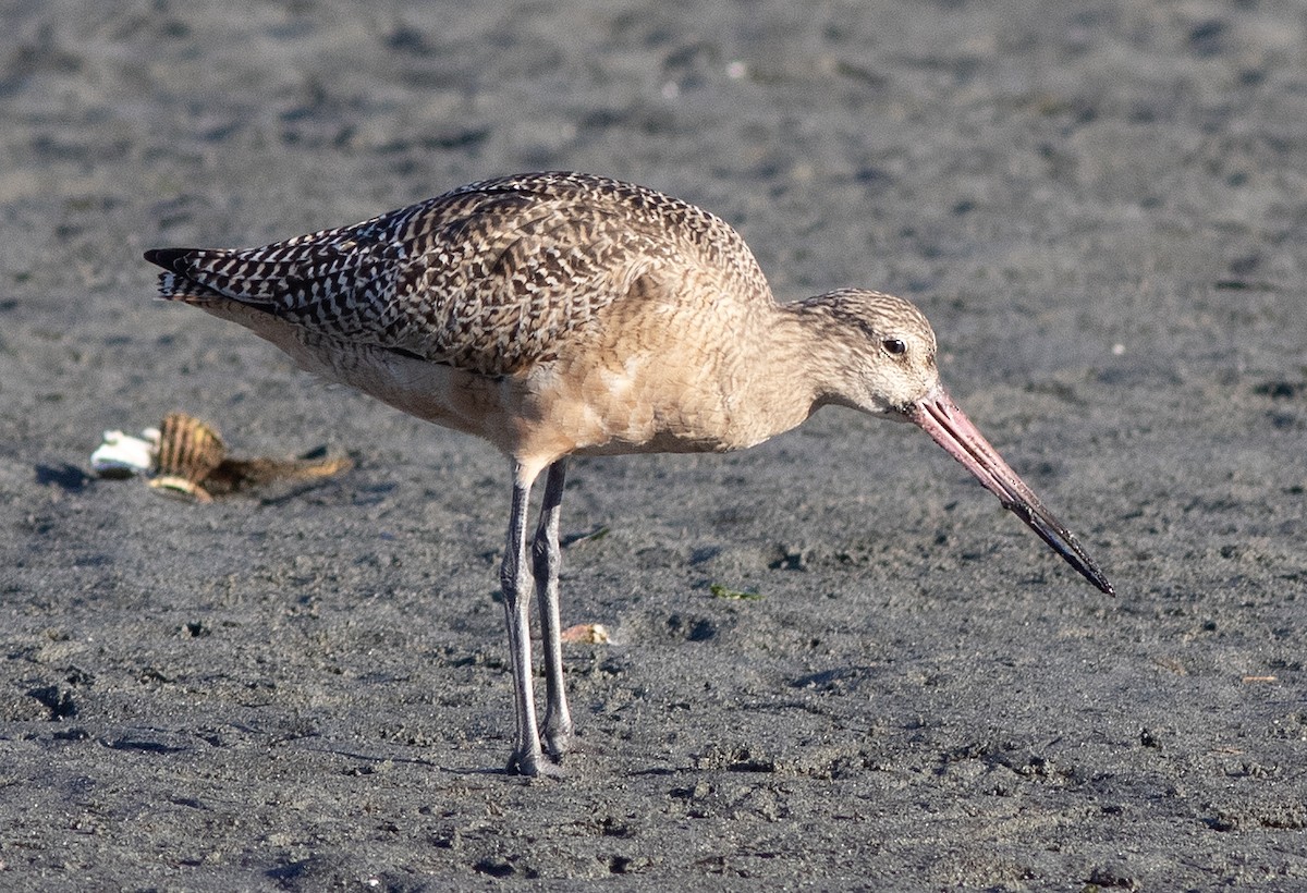 Marbled Godwit - ML610676223