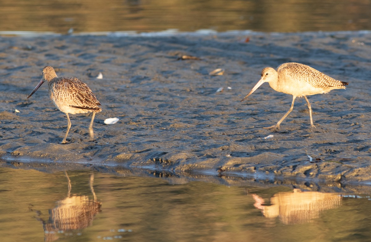 Marbled Godwit - ML610676224