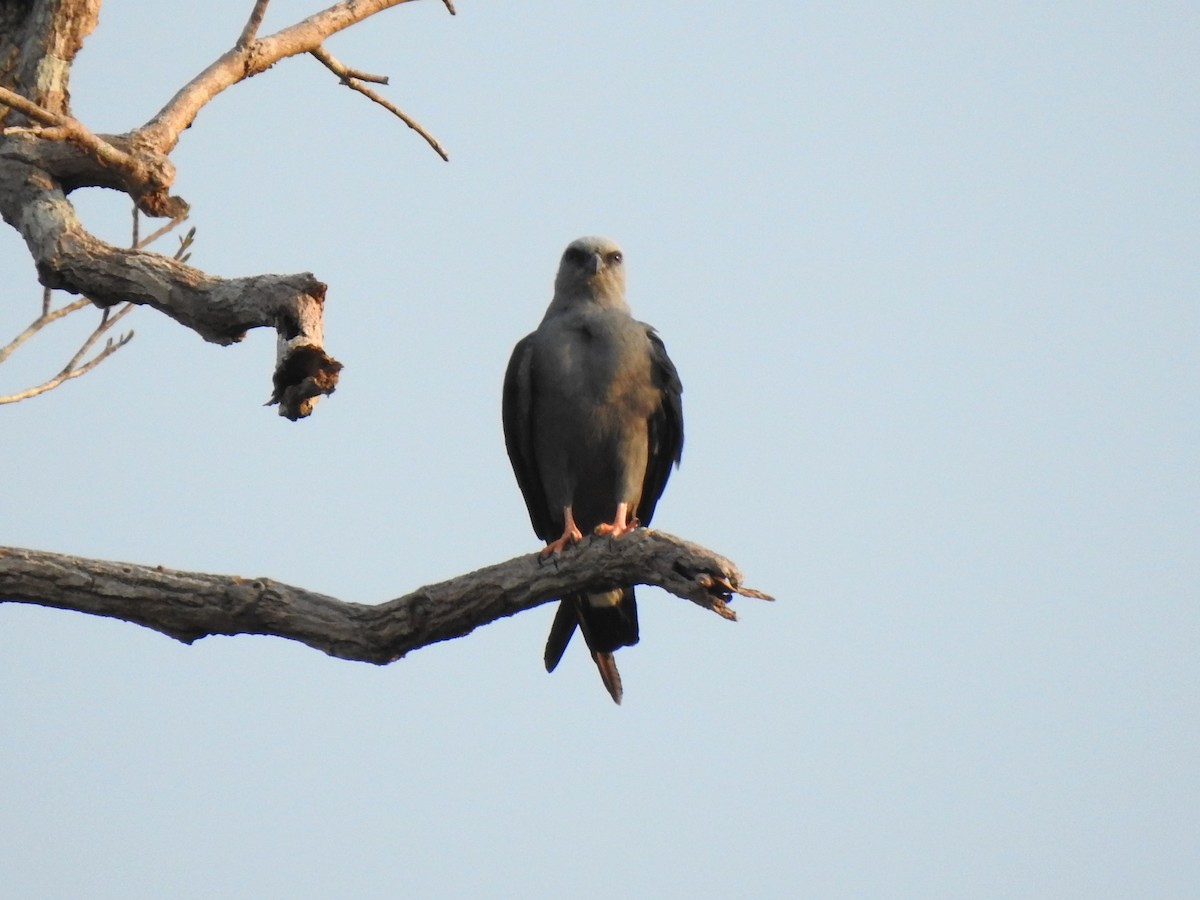 Gray-headed Kite - ML610676228