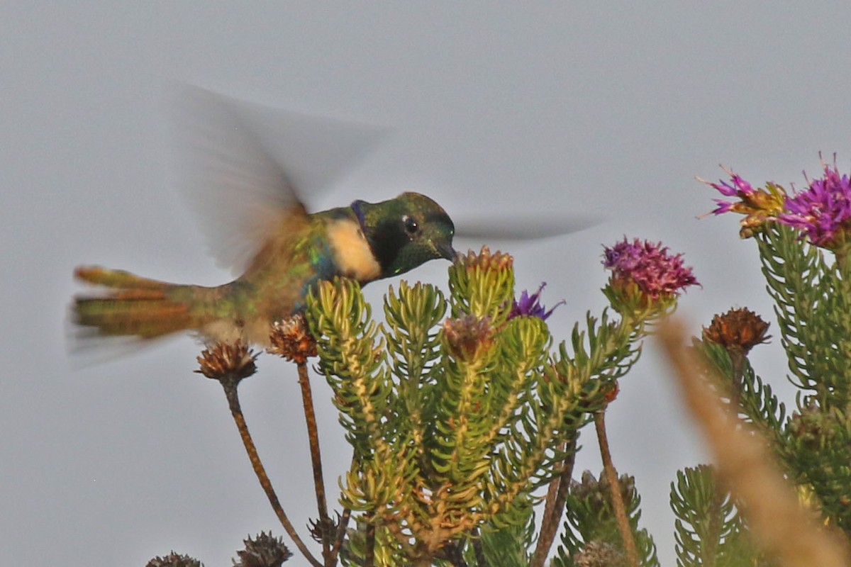 Colibrí Colaceleste - ML610676253