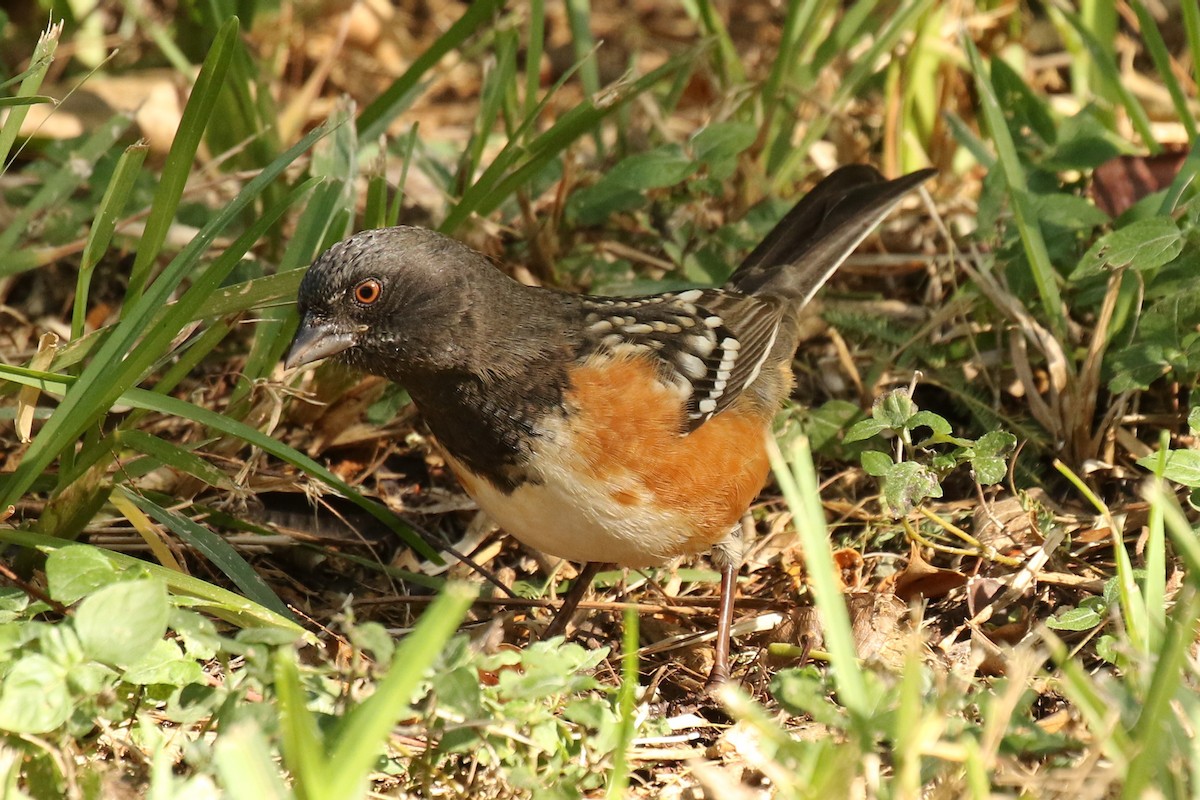 Spotted Towhee - ML610676333
