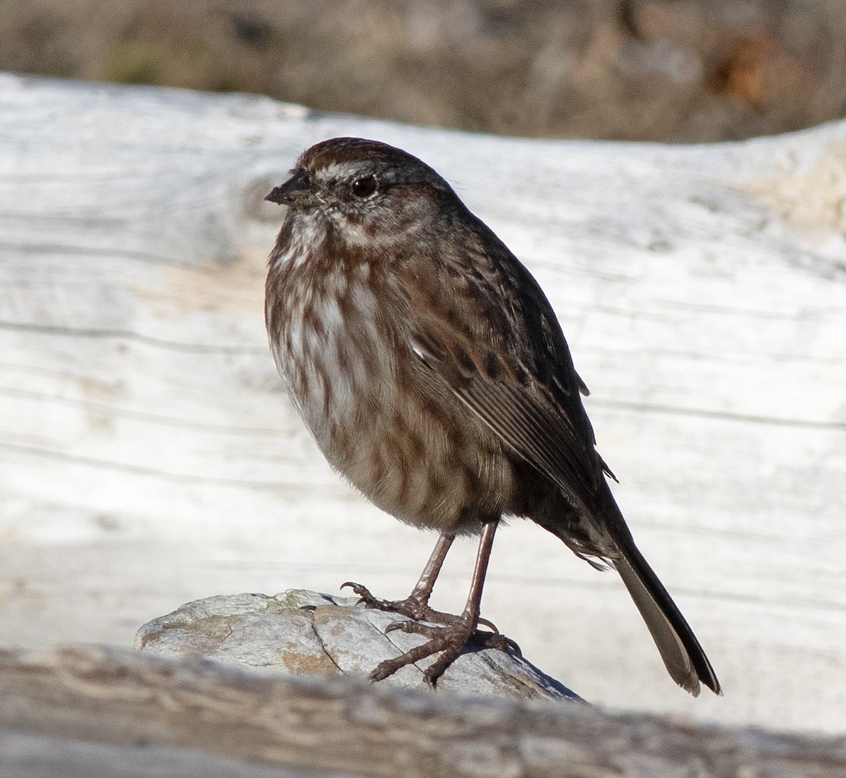 Song Sparrow - ML610676355