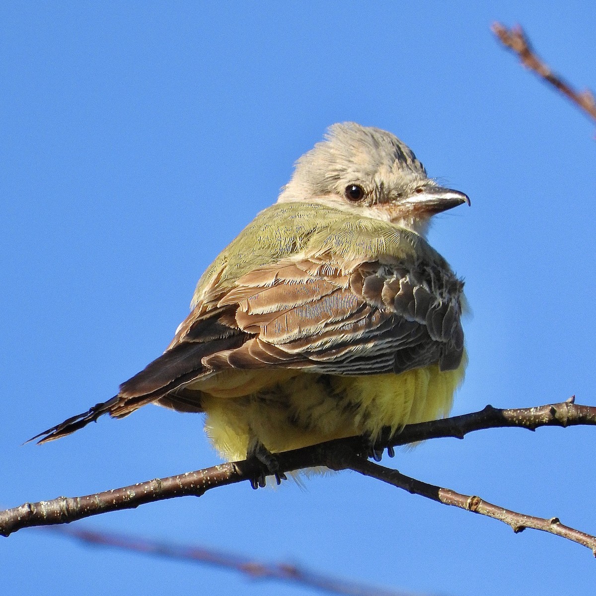 Schmalschnabel-Königstyrann - ML610676356