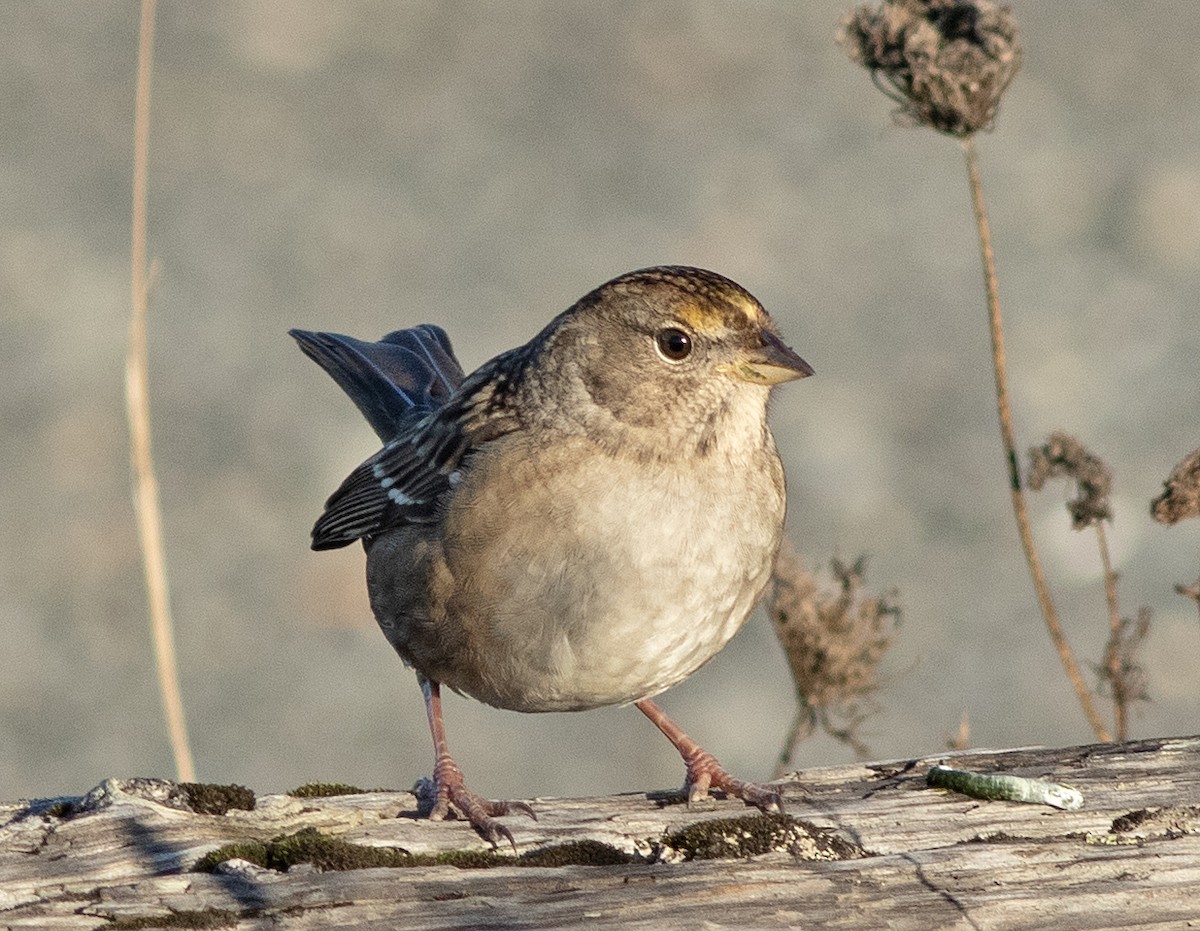 Golden-crowned Sparrow - ML610676366