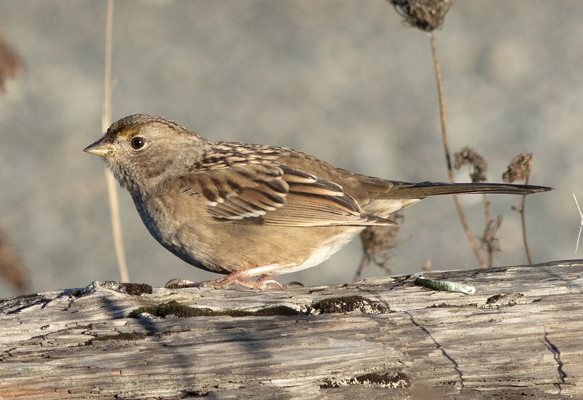 Golden-crowned Sparrow - ML610676367