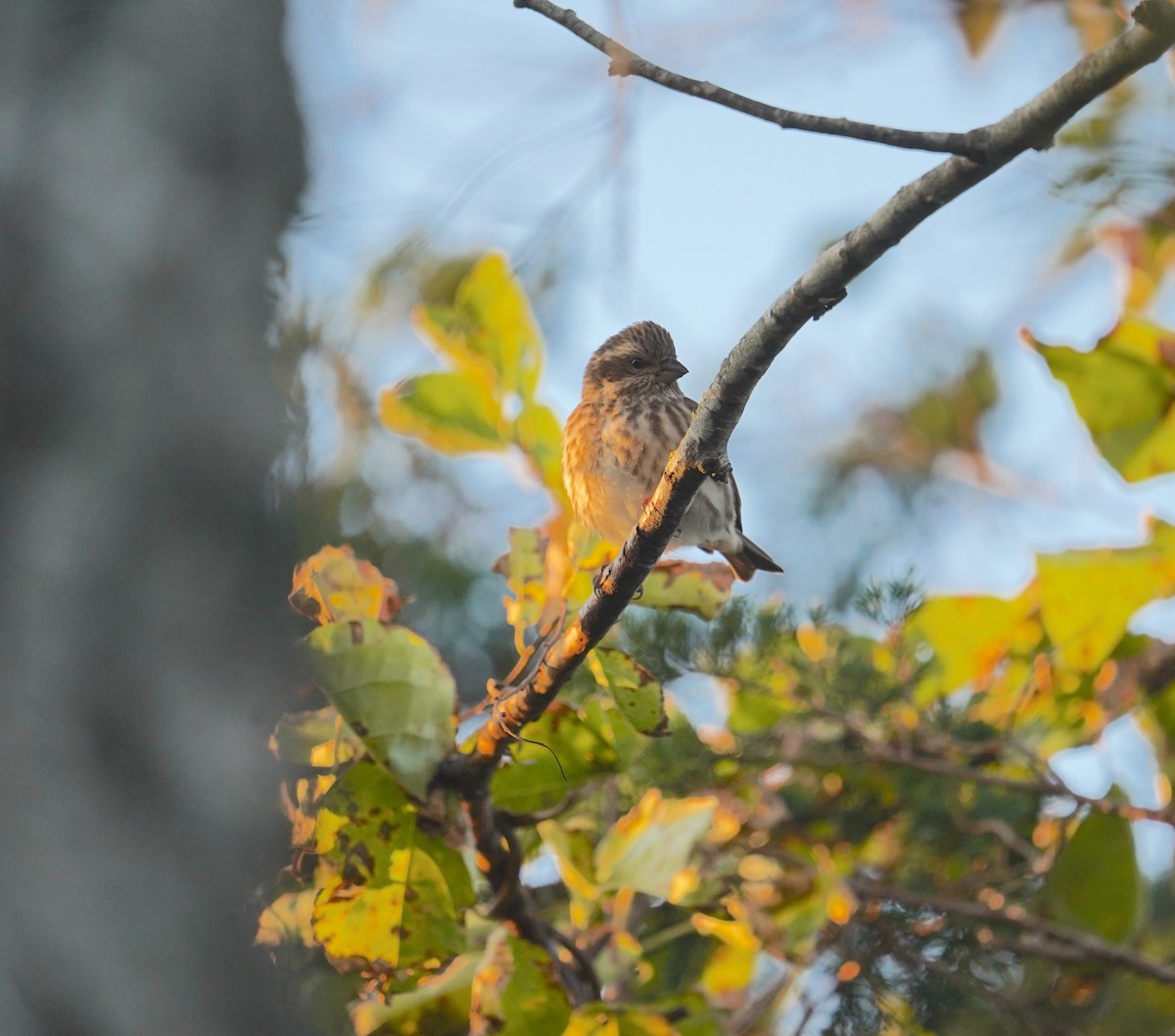 Purple Finch - ML610676430