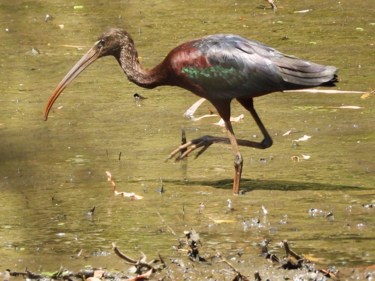 Glossy Ibis - ML610676459