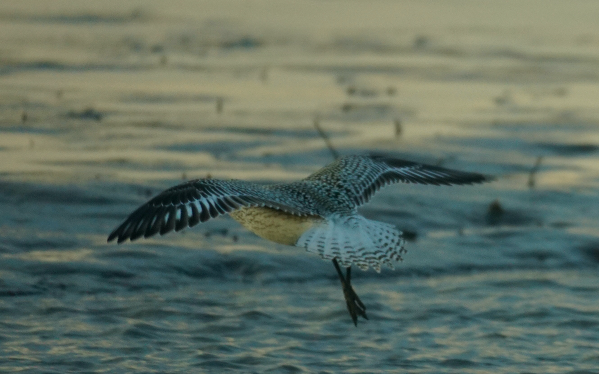 Black-bellied Plover - ML610676460