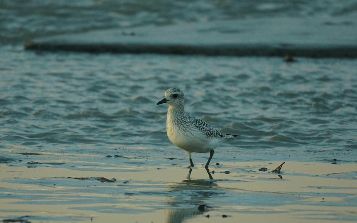 Black-bellied Plover - ML610676462