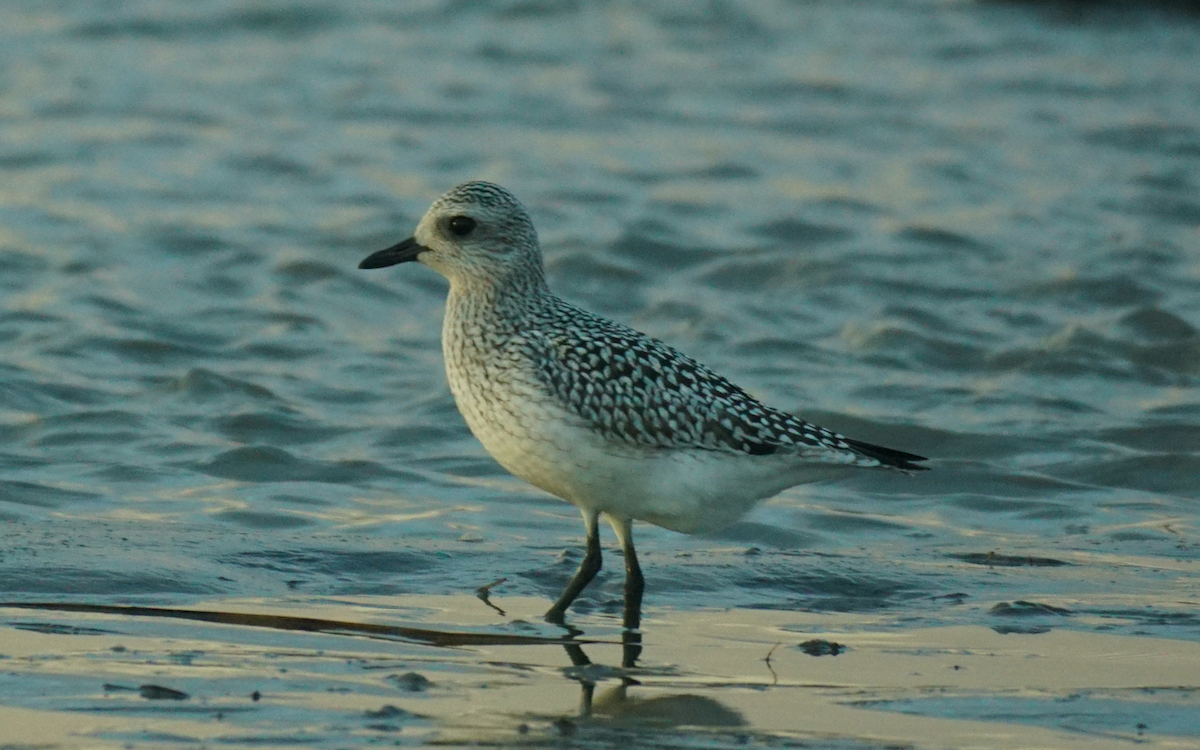 Black-bellied Plover - Émile Brassard-Gourdeau