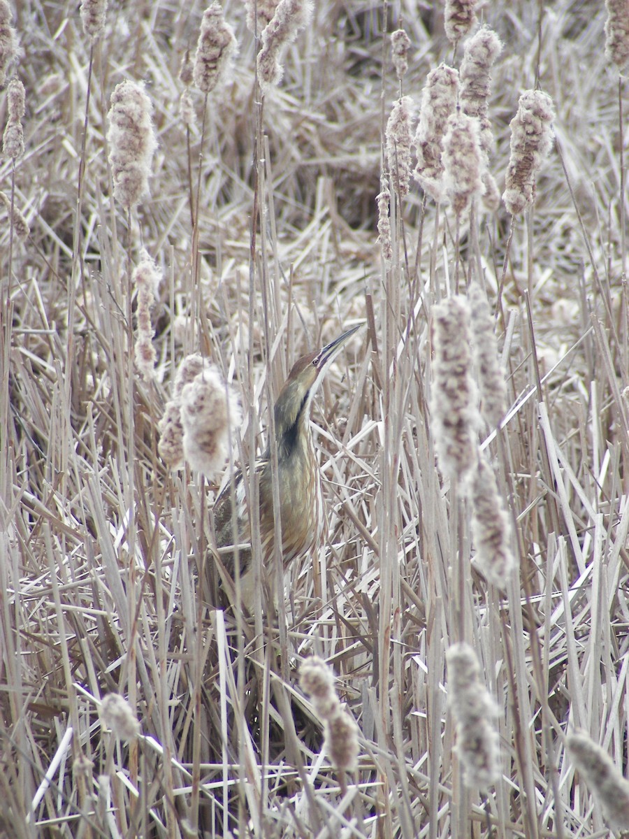 American Bittern - ML610676465