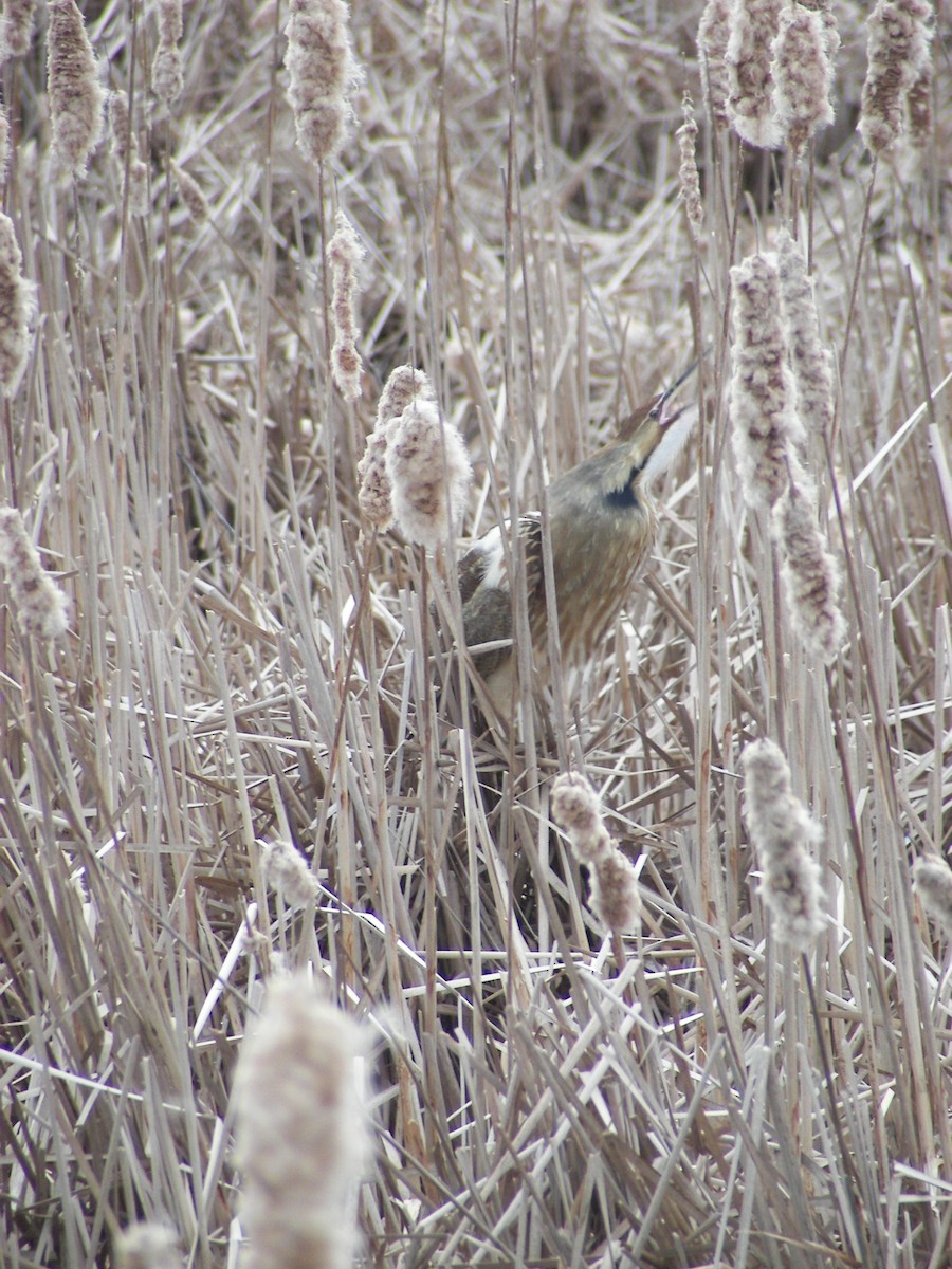 American Bittern - ML610676472