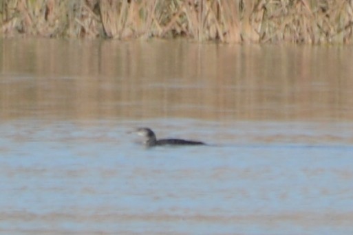 Common Loon - ML610676528