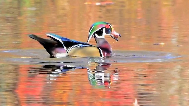 Wood Duck - ML610676564