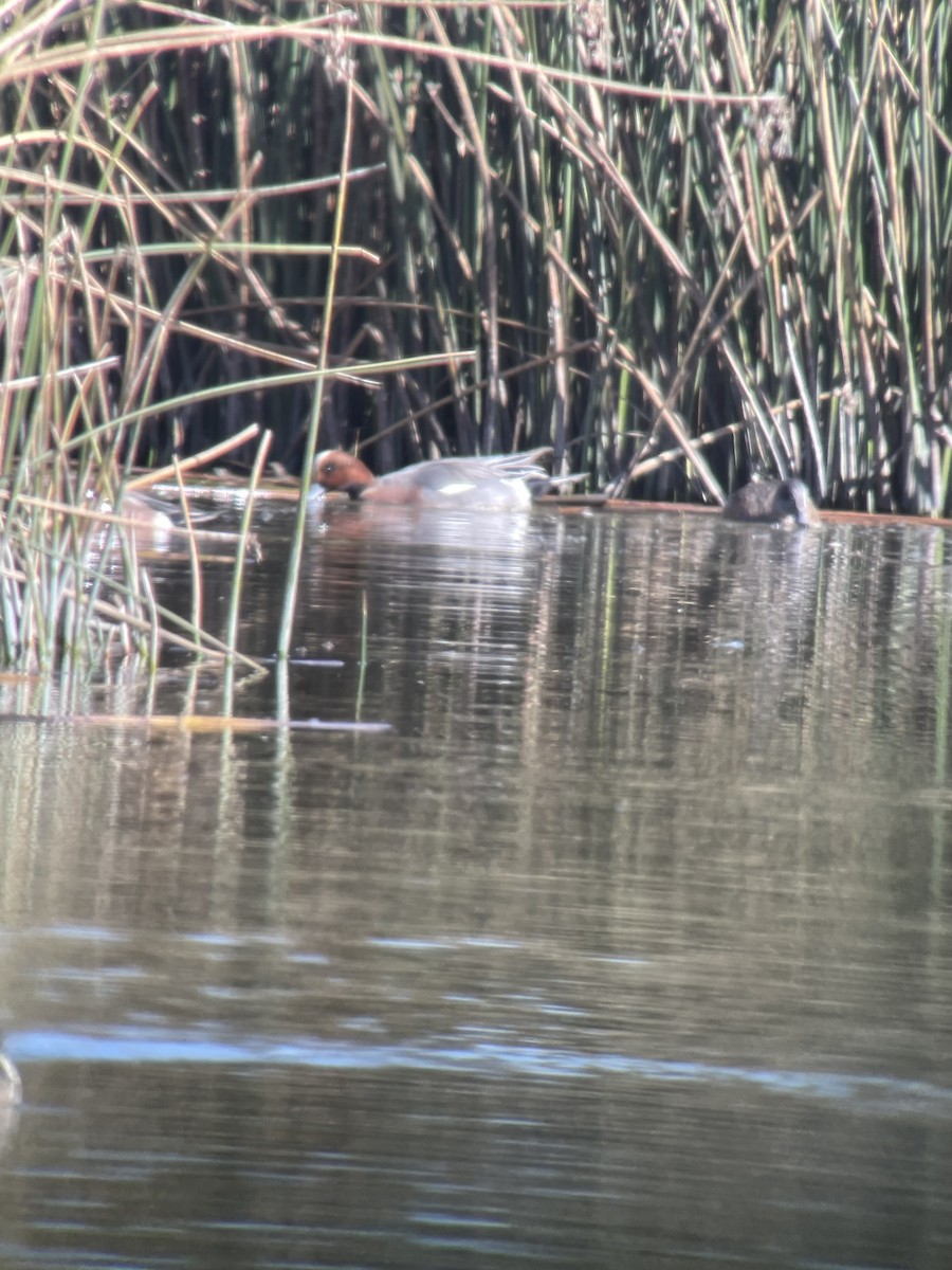 Eurasian Wigeon - ML610676574