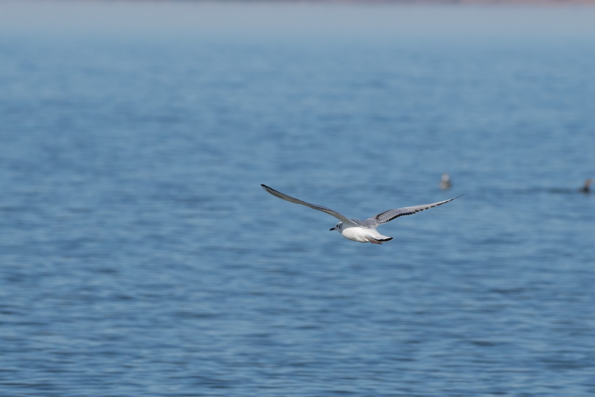 Bonaparte's Gull - Chad Remley