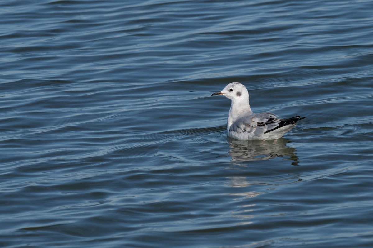 Bonaparte's Gull - ML610676639