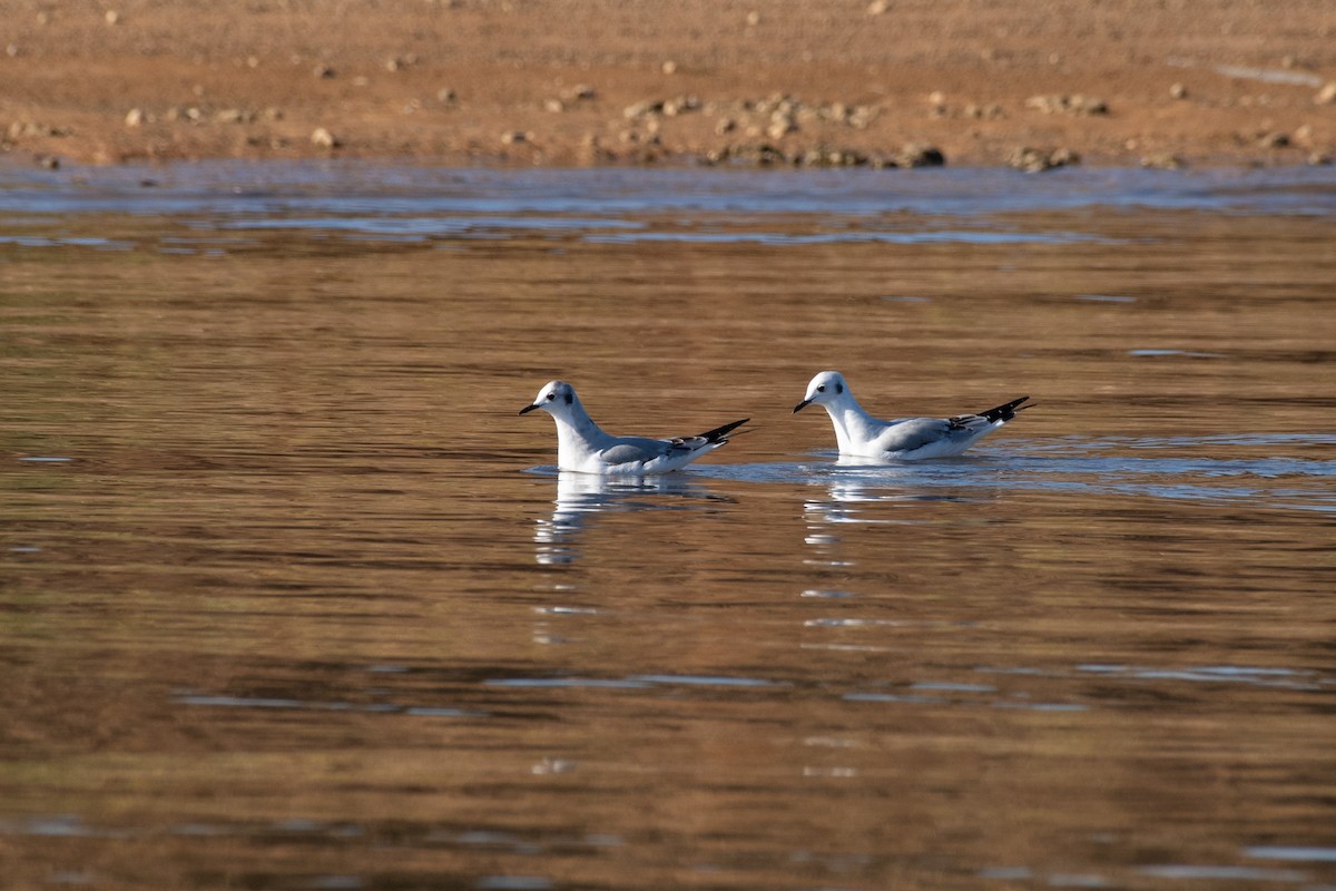 Bonaparte's Gull - Chad Remley