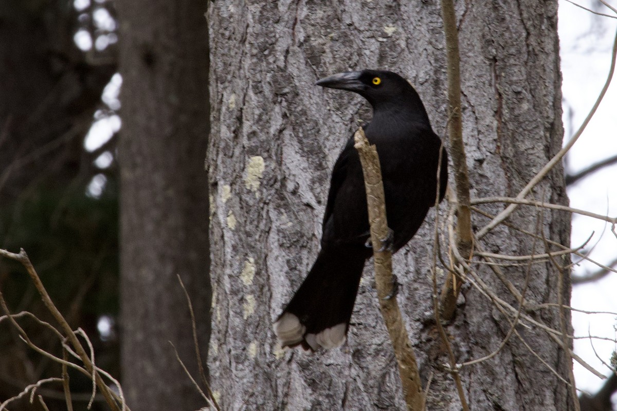 Black Currawong - ML610676648