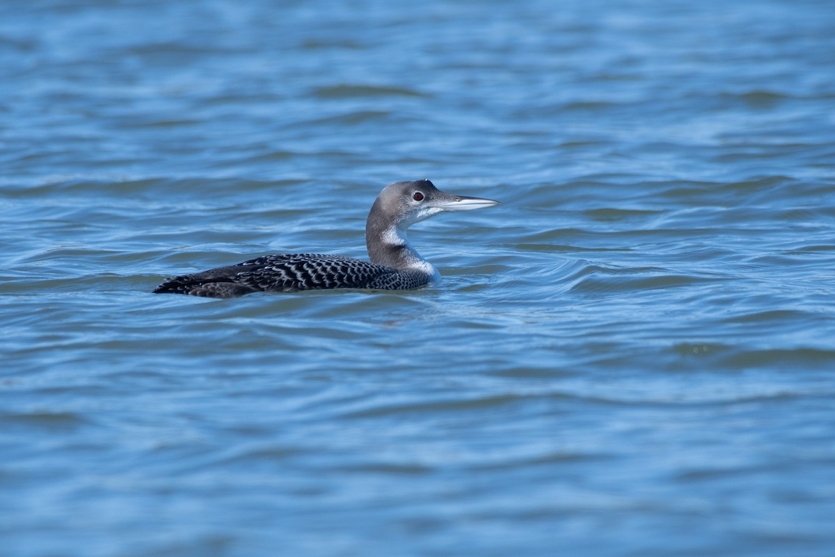 Plongeon huard - ML610676654