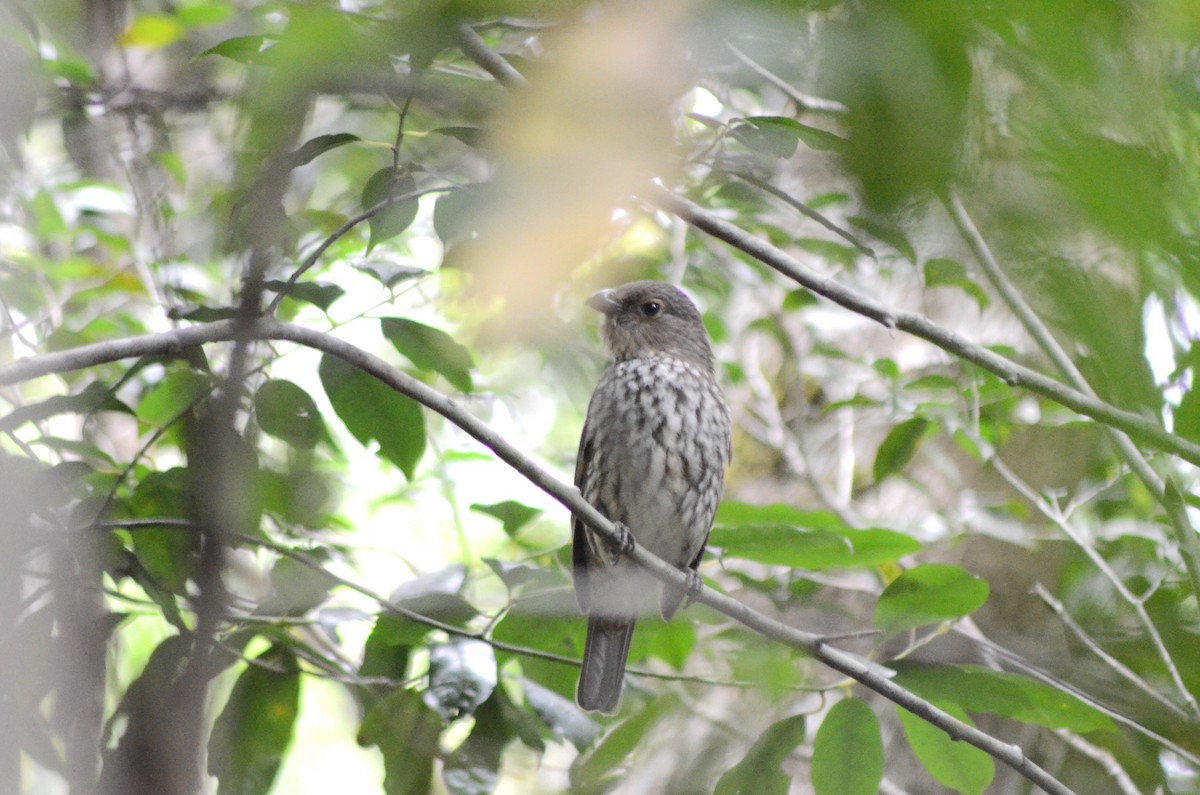 Tooth-billed Bowerbird - ML610676729