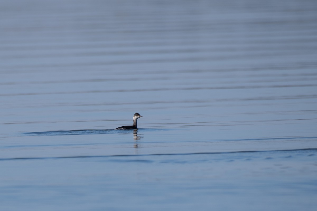 Eared Grebe - ML610676737