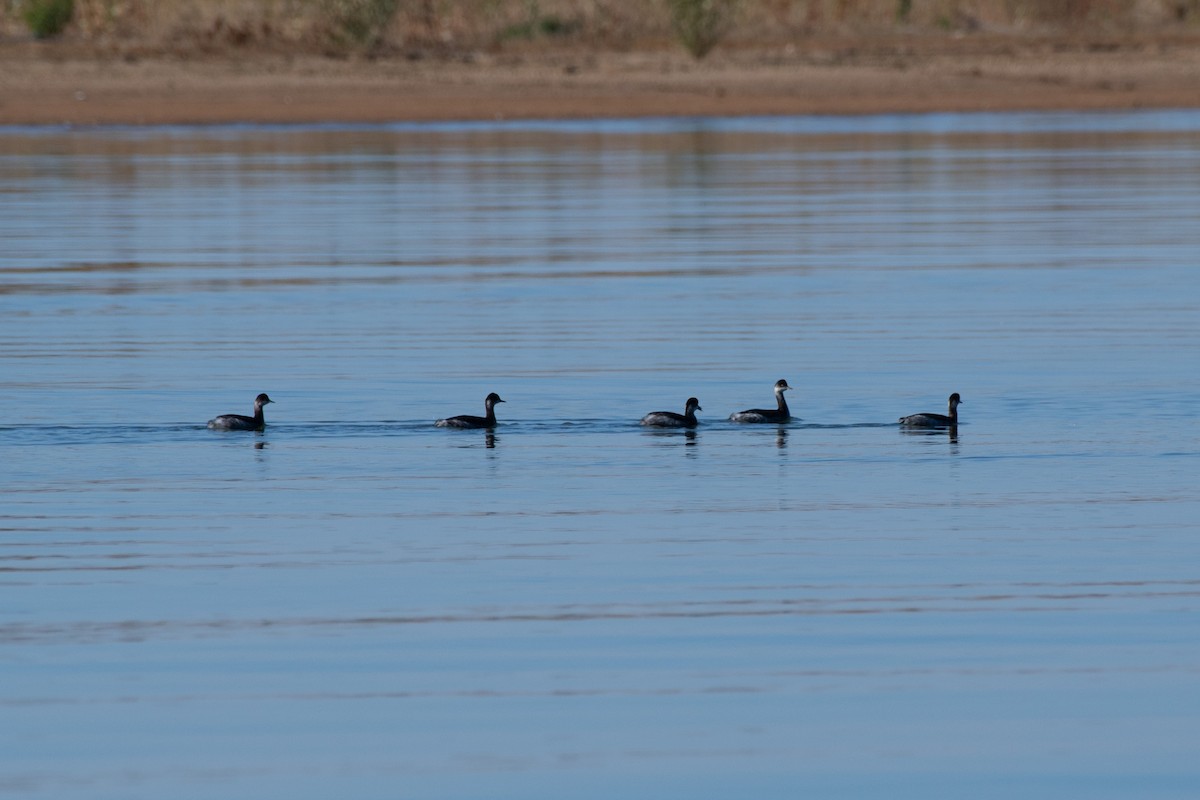 Eared Grebe - Chad Remley