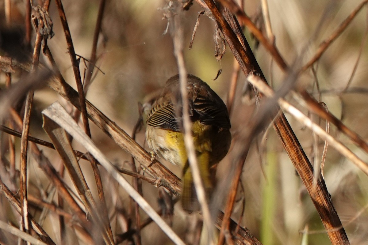 Palm Warbler - Patty Rose