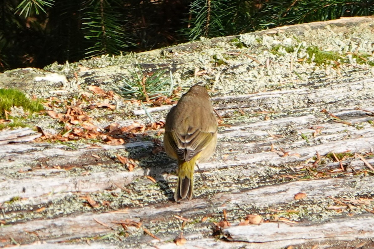 Palm Warbler - ML610676740