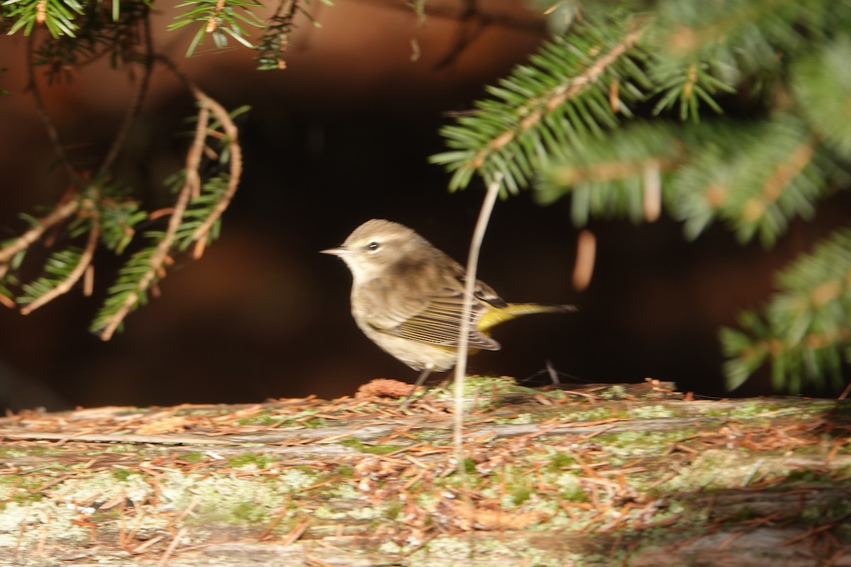 Palm Warbler - ML610676742