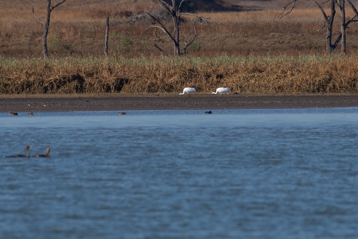 Whooping Crane - ML610676750