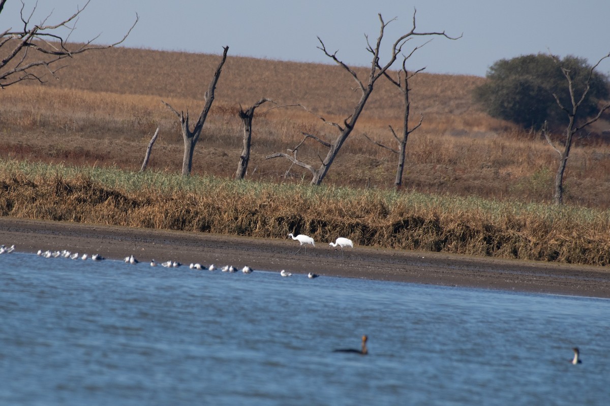 Whooping Crane - ML610676751