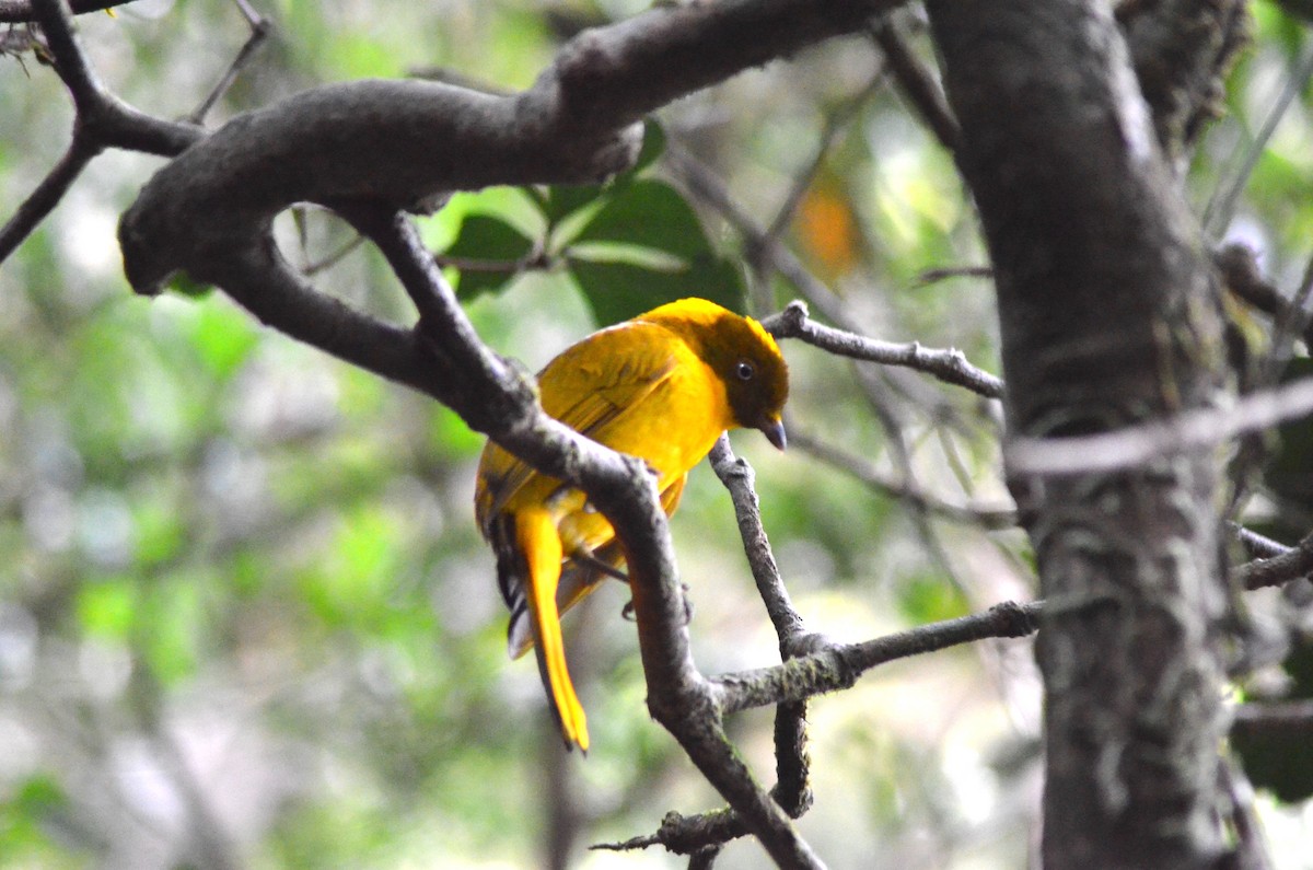 Golden Bowerbird - Olivier Marchal