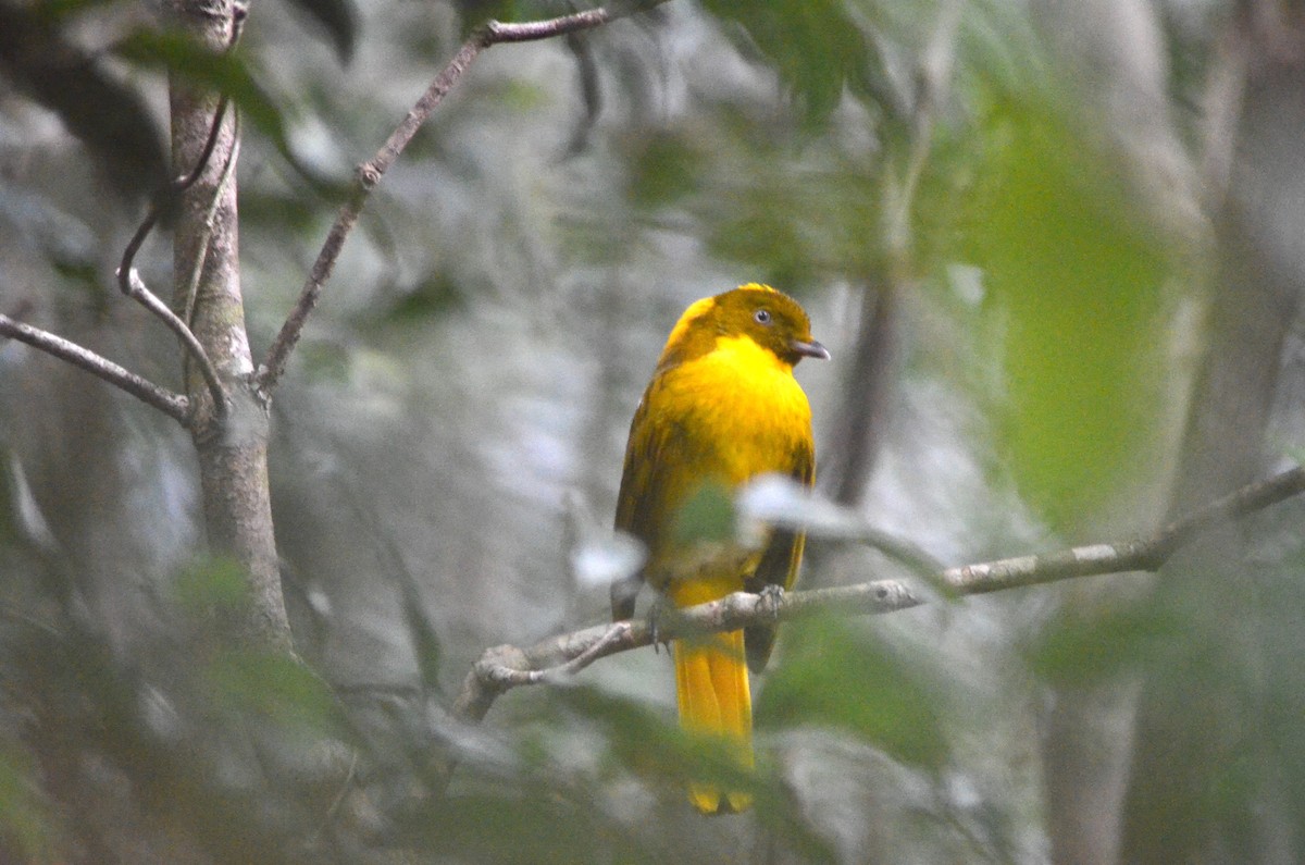 Golden Bowerbird - Olivier Marchal