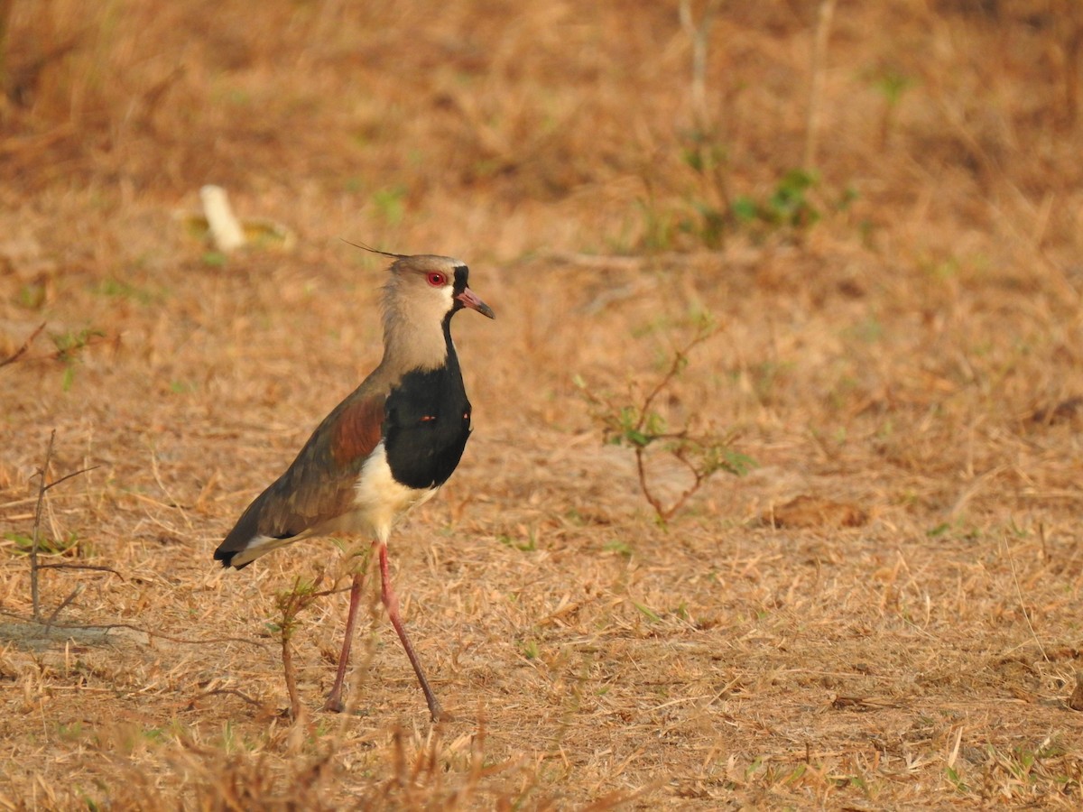 Southern Lapwing - ML610676767