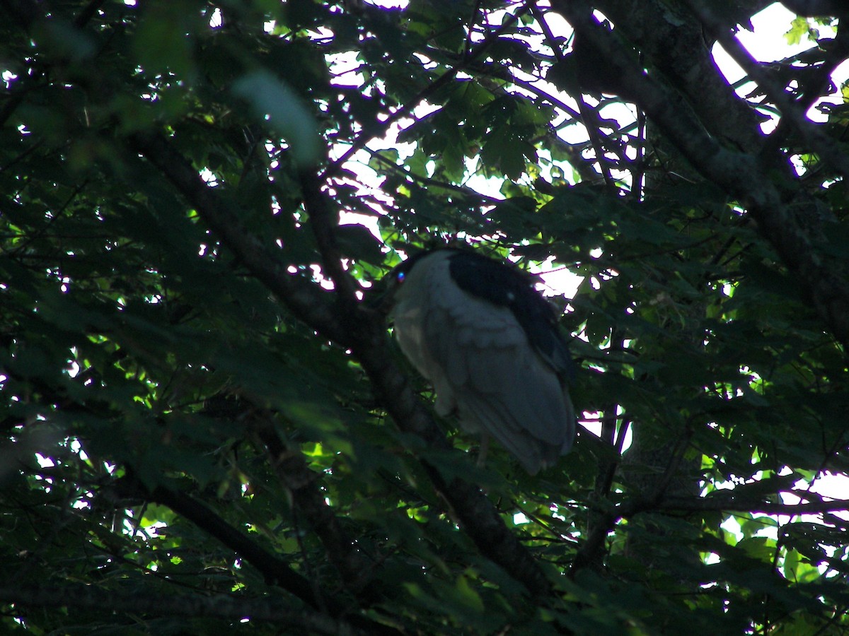 Black-crowned Night Heron - ML610676789