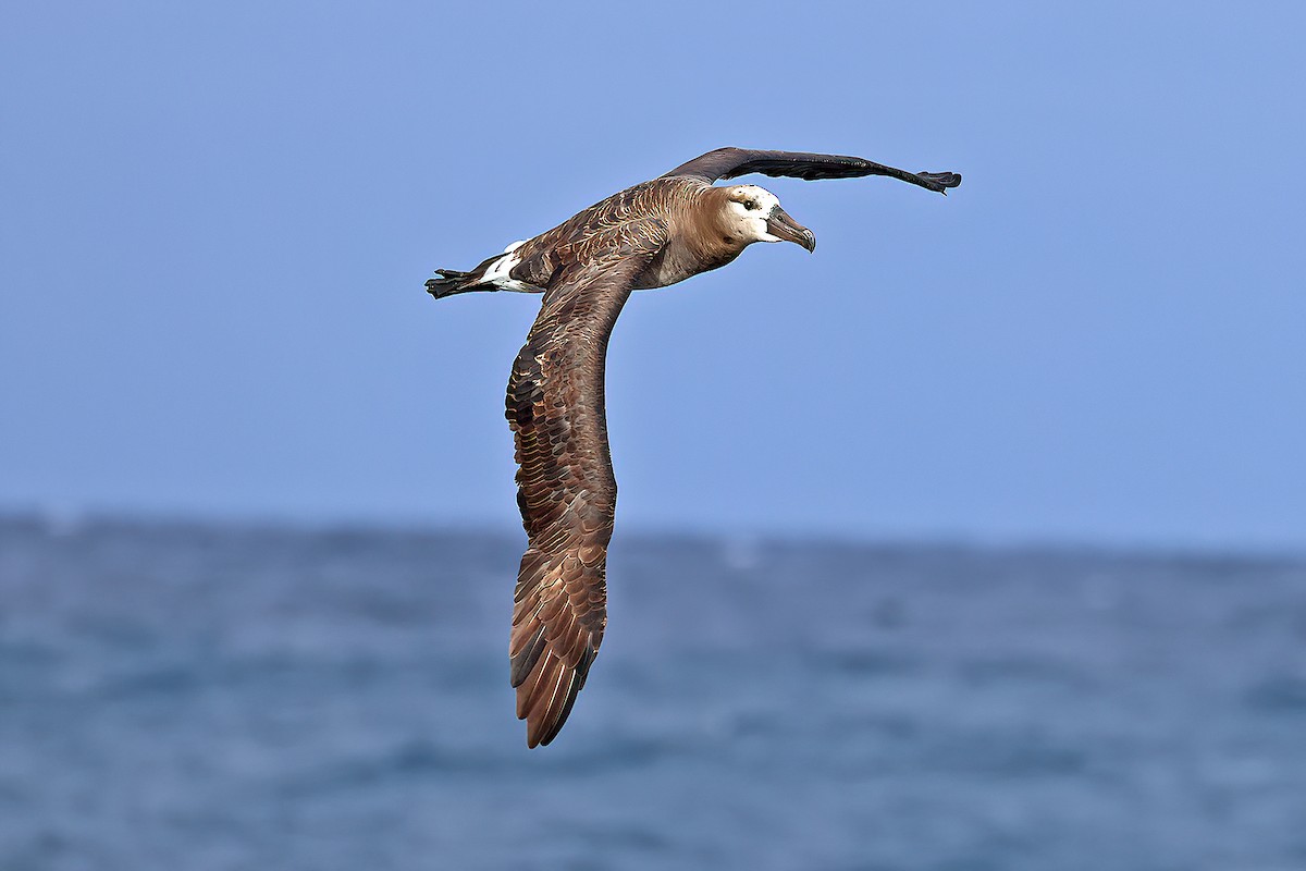 albatros černonohý - ML610676813