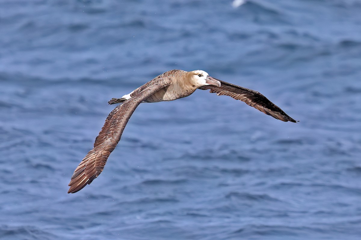 albatros černonohý - ML610676815