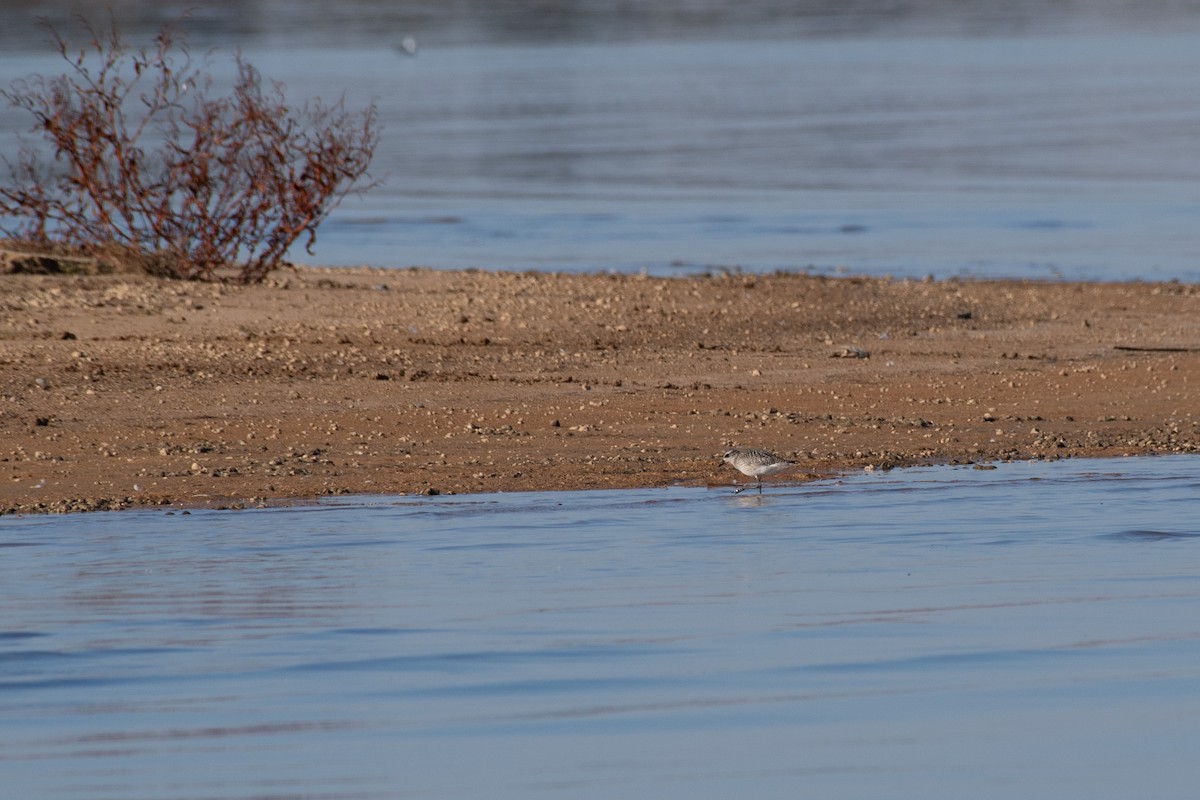 American Golden-Plover - ML610676909